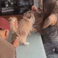 CURA™ – Taglia il pelo nelle zone delicate senza rischio.